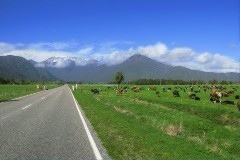 New Zealand farm & road scene